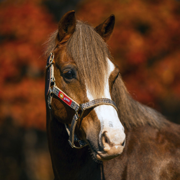 Baker Halter with Leather Crown.