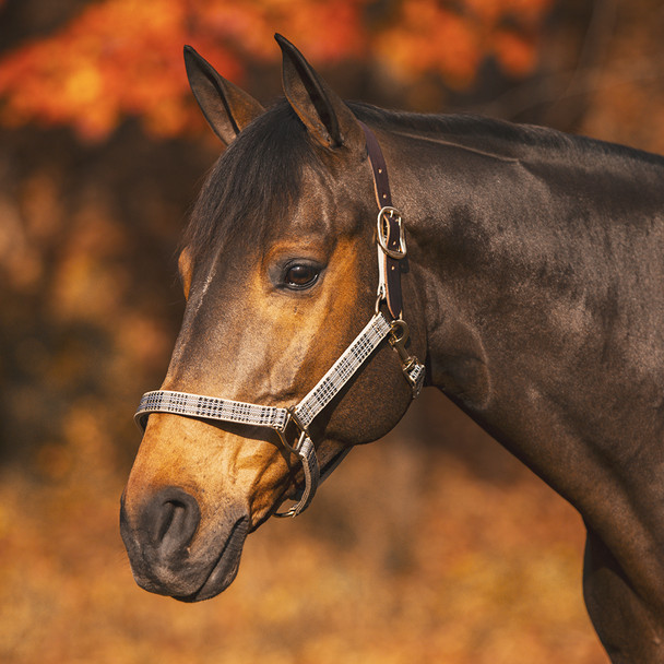 Baker Halter with Leather Crown.