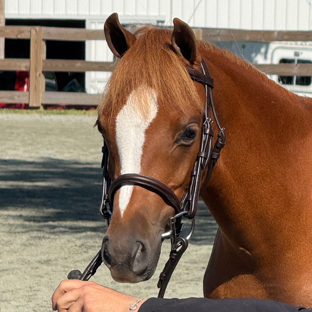 Bobby's Plain Raised, Havana, Shetland or Pony Yearling Bridle