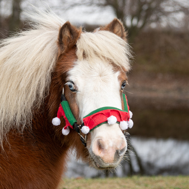 Holiday Wear, MINIATURE HORSE Elf Halter/Bridle Set