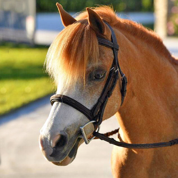 Belle & Bow Glenmore Fancy Padded Bridle (Less Reins), Small Pony, Pony & Cob.