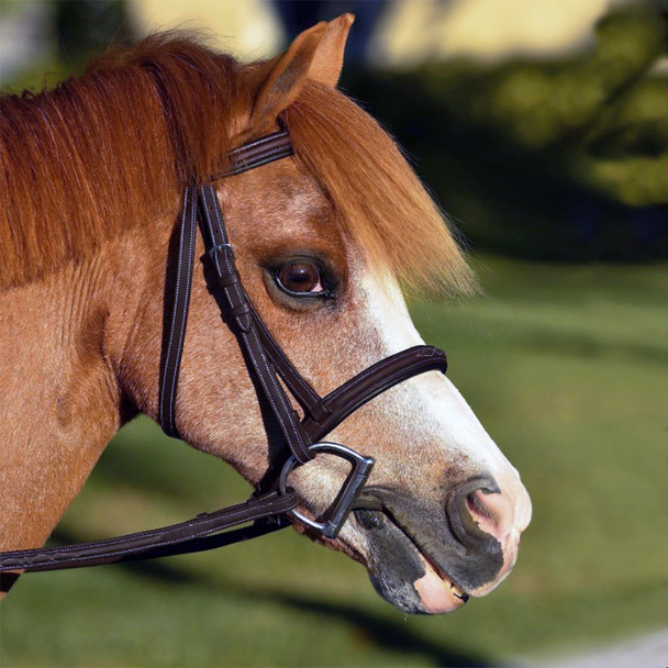 Glenmore small pony bridle.