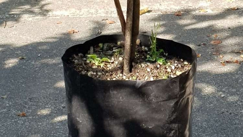 Planter Polybag - PB8 140X140X280x125mm - 800/Ctn