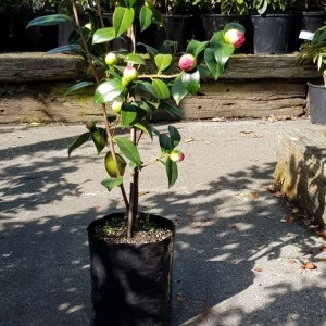 Planter Polybag - PB3/4 64x64x150x80mm - 3000/Ctn