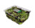 1kg Unprinted Salad Container 288x386x123mm 100/Ctn
