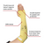 Ansell Hyflex Kevlar Double Layered Sleeve 70-138