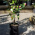 Planter Polybag - PB3/4 64x64x150x80mm - 3000/Ctn