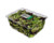 1kg Unprinted Salad Container 288x386x123mm 100/Ctn V2