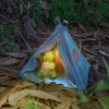 Garden Tortoise in Tent Solar Light 6"