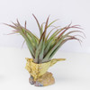 Shell Air Planter H3112