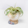 Shell Air Planter H3113
