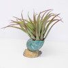 Shell Air Planter H3114