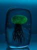 Blue Glass Jellyfish 5 1/2?
