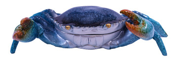 Blue Crab Magnet 3"