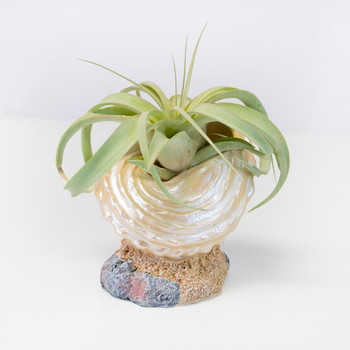 Shell Air Planter H3113