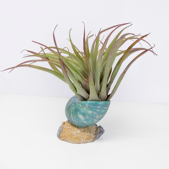 Shell Air Planter H3114