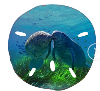 Manatee Sand Dollar Magnet-53 Manatee Sand Dollar Magnet-53