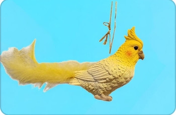 Cockatiel with Feathers