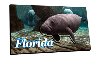 5003Florida Foil Manatee