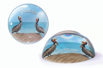 13 Florida Paperweight Pelican