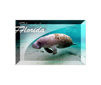 12 Florida Glass Magnet Manatee