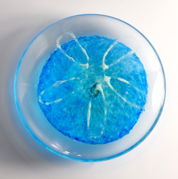 Blue Glass Sand Dollar 3 1/4?