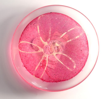 Pink Glass Sand Dollar 3 1/4?