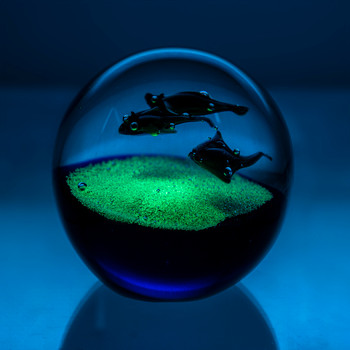 Stingrays Swimming in ball
