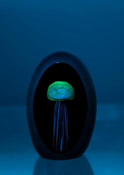 Jellyfish-BLUE/BLK 4"