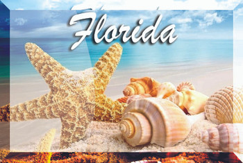 Glass Magnet Shells 2" X 3" Glass Magnet Shells 2" X 3"