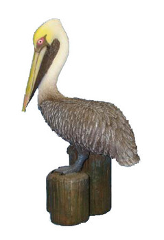 Brown Pelican on Post 8"