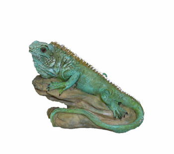 Iguana on Rock 3"