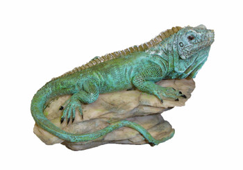 Iguana on Rock 4"