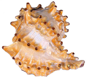 Jeweled "Murex Shell" Box 3"