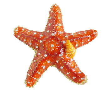 Jeweled "Starfish" Box 3 1/2"