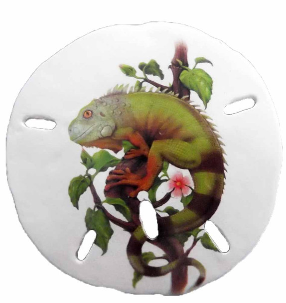 Sand Dollar Magnet (Iguana) 3"