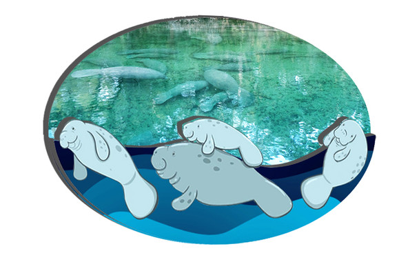 FD5018 Double Epoxy Foil Manatee Magnet