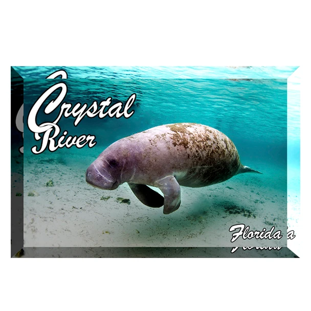 Glass Manatee Magnet Crystal River