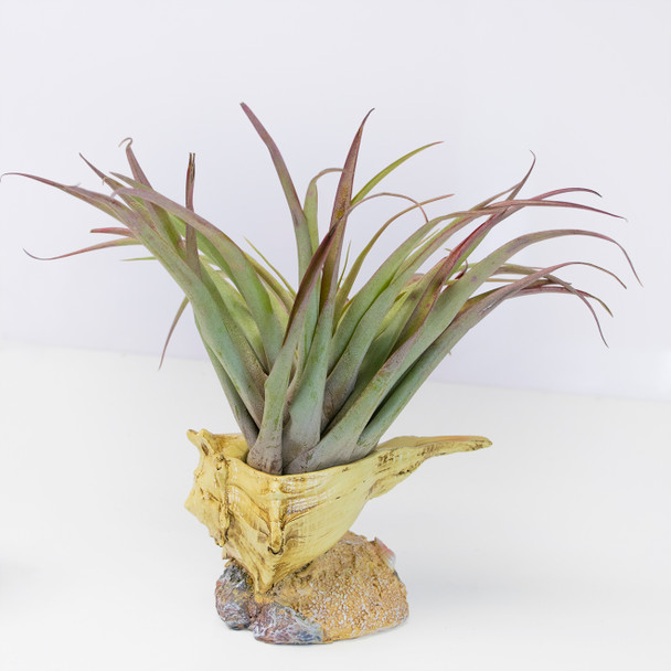 Shell Air Planter H3112