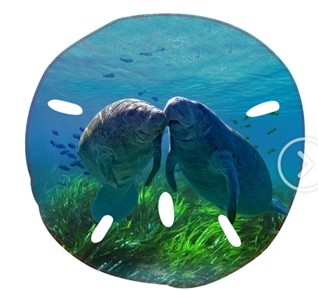 Manatee Sand Dollar Magnet-53