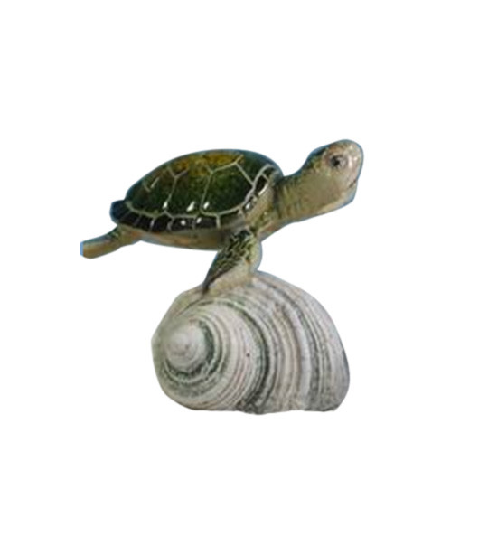 Turtle on Shell