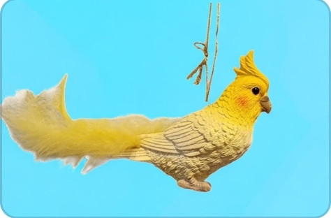 Cockatiel with Feathers