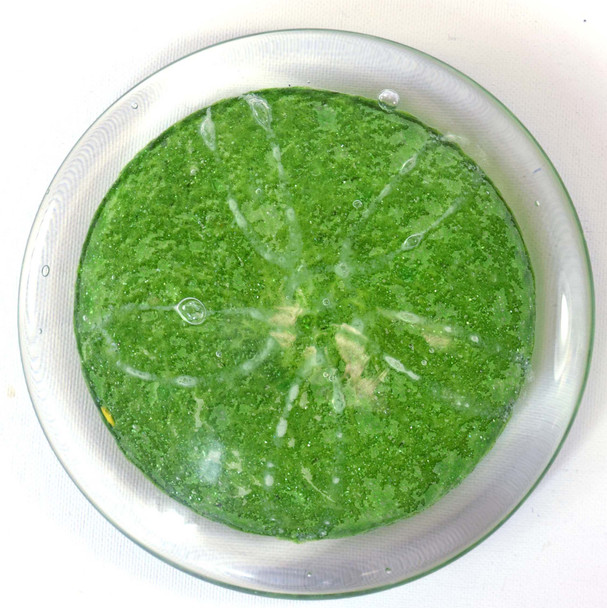 Green Glass Sand Dollar 3 1/4?