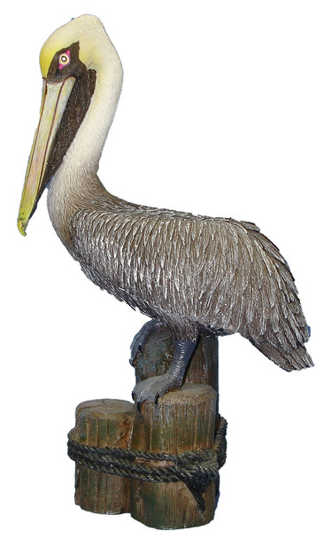 Brown Pelican on Post 11"