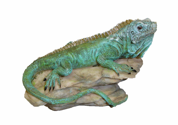 Iguana on Rock 4"