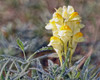 May image - Toad Flax flower - of Montana nature calendar by Twin Wranglers