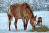 Winter friends jigsaw puzzle