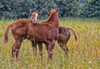 Two young foals jigsaw puzzle