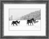 Ranch horses feeling frisky on a Montana winter day