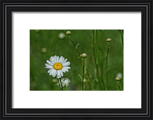 Dew drops on an Oxeye Daisy